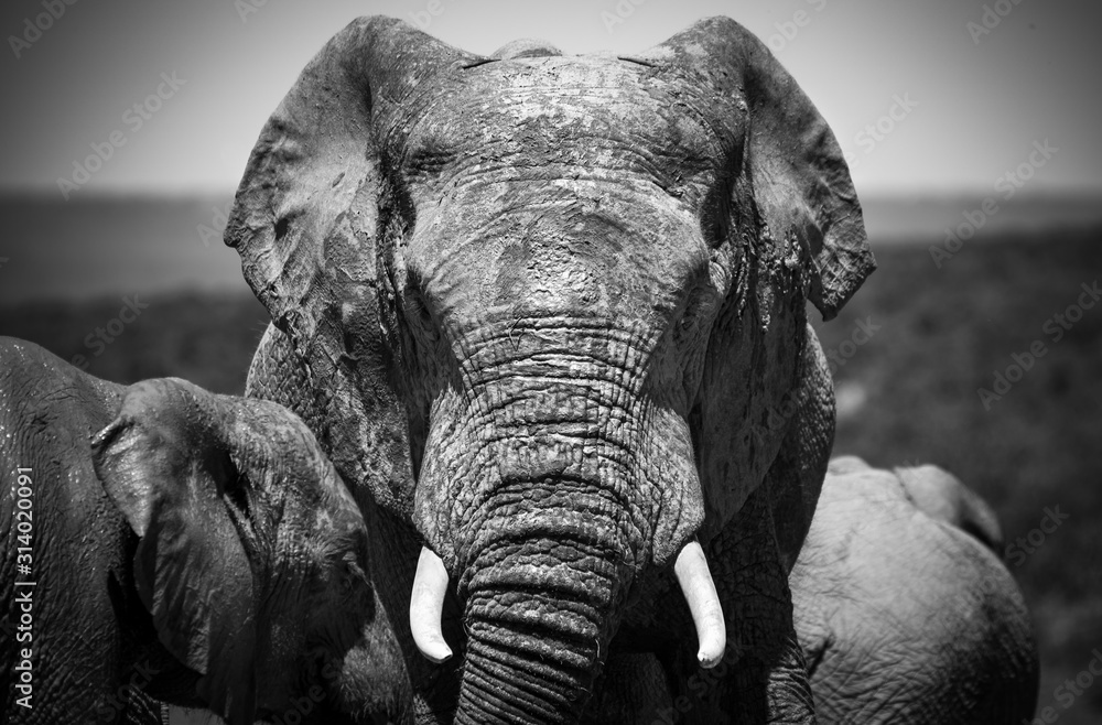 Fototapeta Elephants in the Addo Elephant National Park, near Port Elizabeth, South Africa