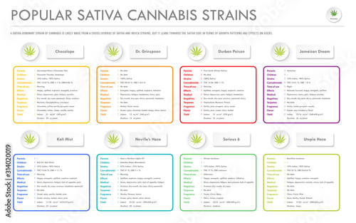 Popular Sativa Cannabis Strains horizontal business infographic illustration about cannabis as herbal alternative medicine and chemical therapy, healthcare and medical science vector.