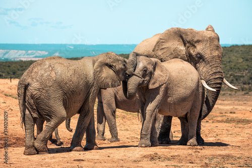 Elephants in the Addo Elephant National Park  near Port Elizabeth  South Africa
