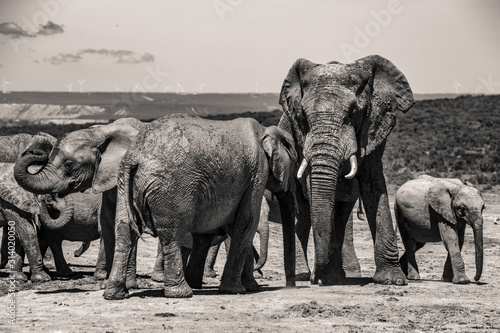 Elephants in the Addo Elephant National Park  near Port Elizabeth  South Africa