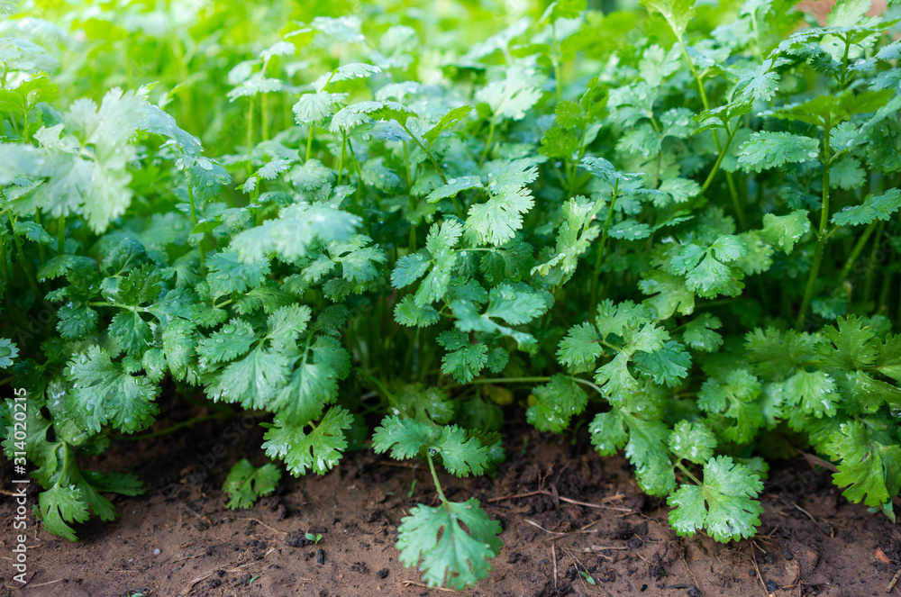Green coriander Green coriander