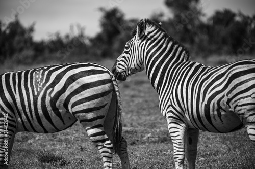 Two zebras in the Addo Elephant National Park  near Port Elizabeth  South Africa