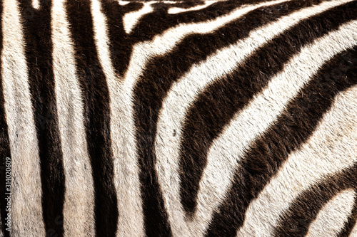 Detail of a zebra's hair in the Addo Elephant National Park, near Port Elizabeth, South Africa