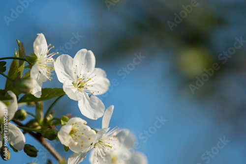 Cherry tree flowers on a beautiful spring day close up