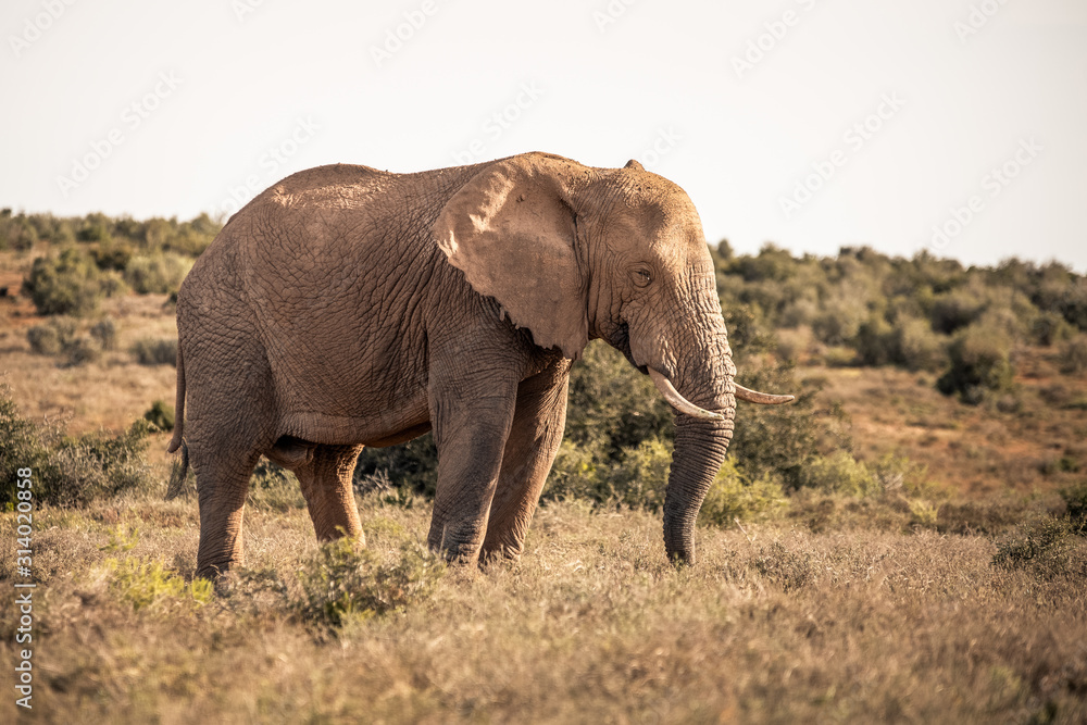 Obraz premium Elephant in the Addo Elephant National Park, near Port Elizabeth, South Africa
