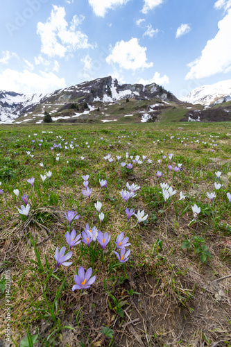 paysage de montagne avec des fleurs crocus