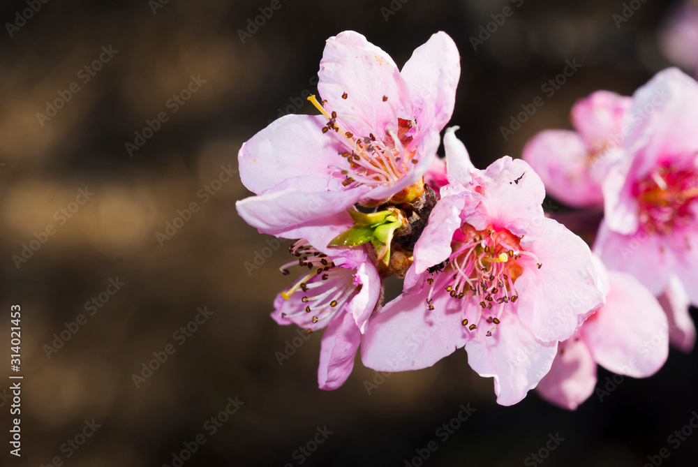 Fototapeta premium Pink flowers