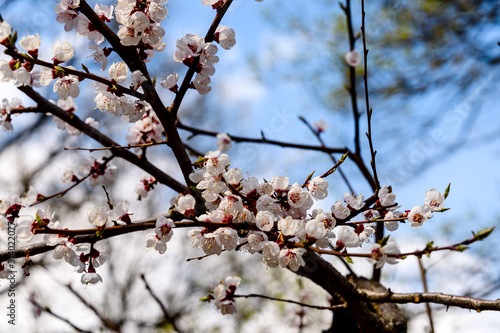 Spring background of blossoming sakura tree flowers. Selective focus