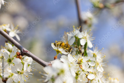 eine Honigbiene sammelt an weiße Kirschblüten Honig