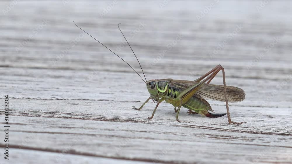 long horned Grasshopper sitting on wood long horned Grasshopper sitting on wood