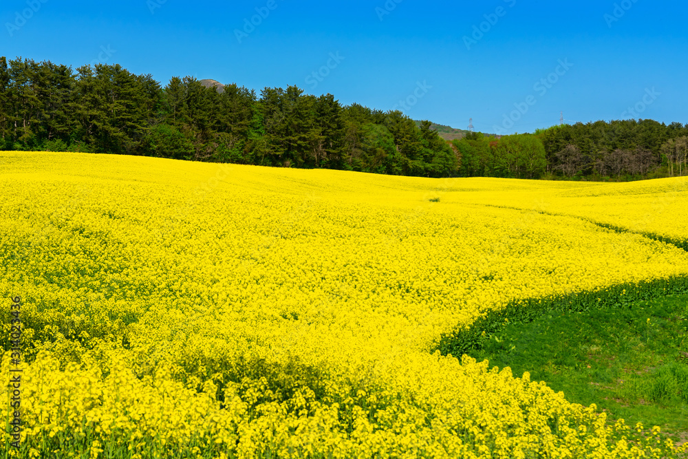Obraz premium 【青森県横浜町】北国の春、菜の花の絨毯