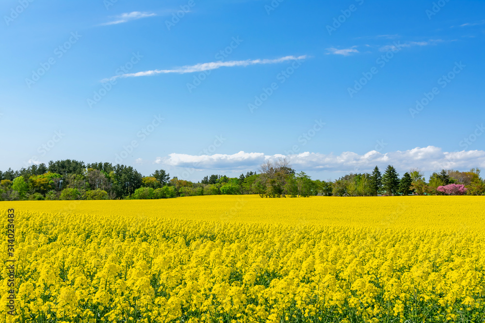 【青森県横浜町】北国の春、菜の花の絨毯 【青森県横浜町】北国の春、菜の花の絨毯