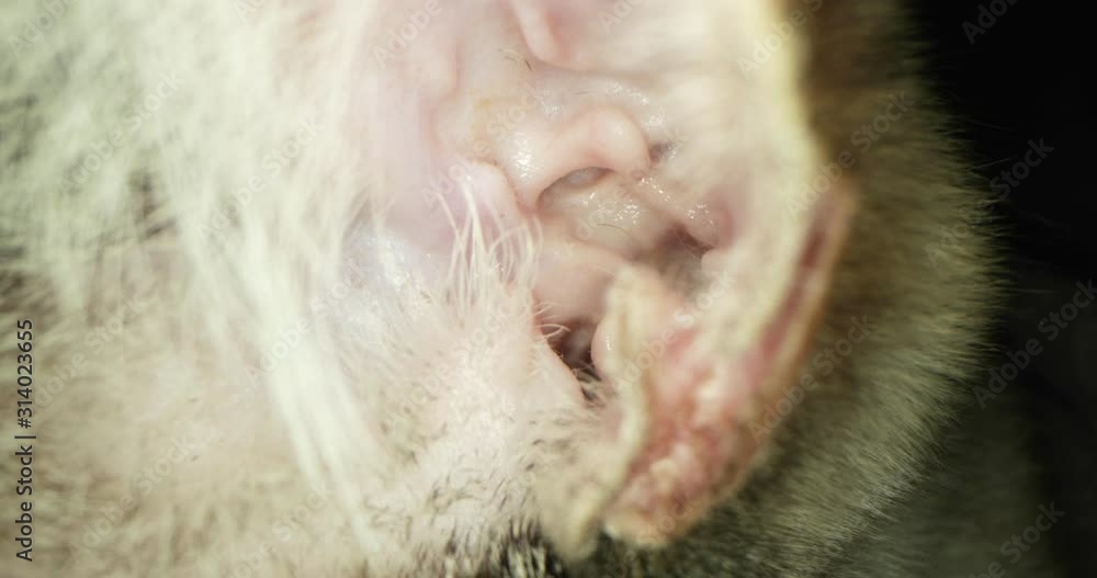 Camera Looking Closer Into Domestic Cat Ears - Slowmotion Shot Camera Looking Closer Into Domestic Cat Ears - Slowmotion Shot