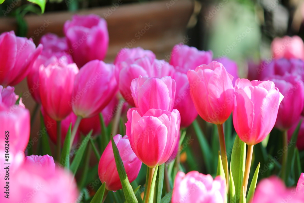 the beautiful  pink tulips in garden.the pastel pink color on flwer leaves.