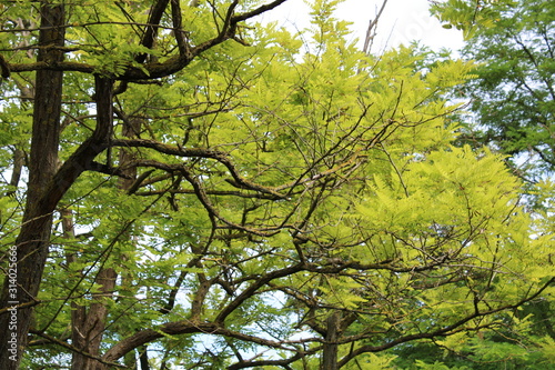 Fototapeta Naklejka Na Ścianę i Meble -  arbre