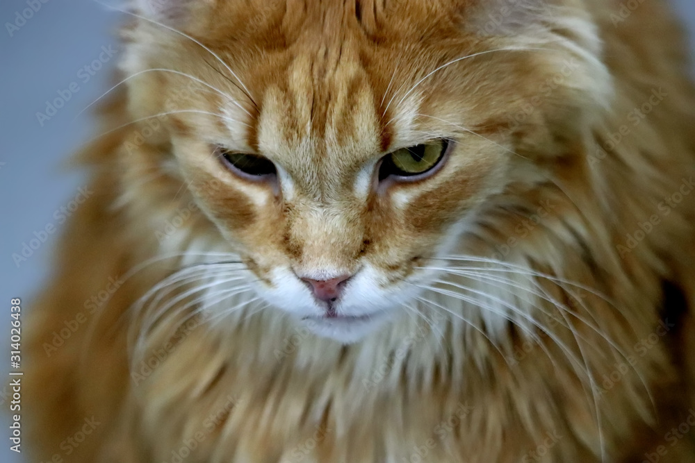 portrait of a cat portrait of a cat