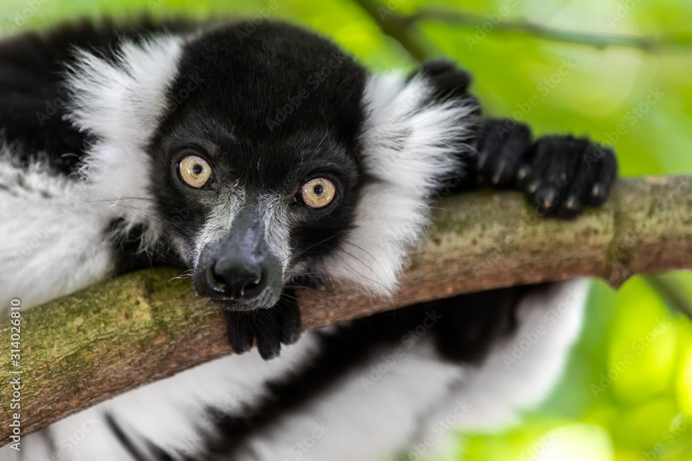 Obraz premium Close up of a black and white ruffed lemur perched on a branch and staring at the camera, against a green bokeh background