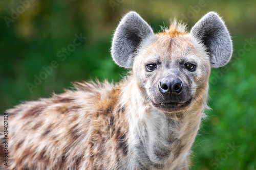 Close up of a wild hyena staring at the camera against a green bokeh background photo