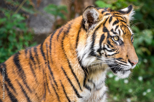 Wallpaper Mural Close up shot of a large tiger looking sideways, against a bokeh background Torontodigital.ca