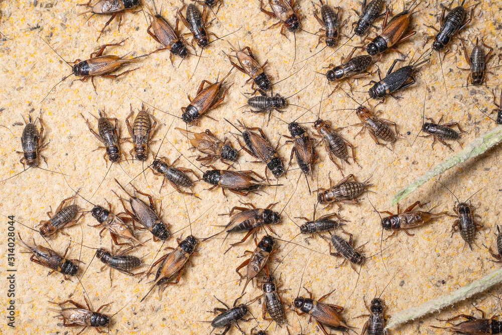 food security; close; garden; farming; insects; tray; egg; face; macro; farmer; house; sale; insect; nature; bug; environment; food; wildlife; eat; life; crickets; detail; animal; closeup; brown; farm food security; close; garden; farming; insects; tray; egg; face; macro; farmer; house; sale; insect; nature; bug; environment; food; wildlife; eat; life; crickets; detail; animal; closeup; brown; farm
