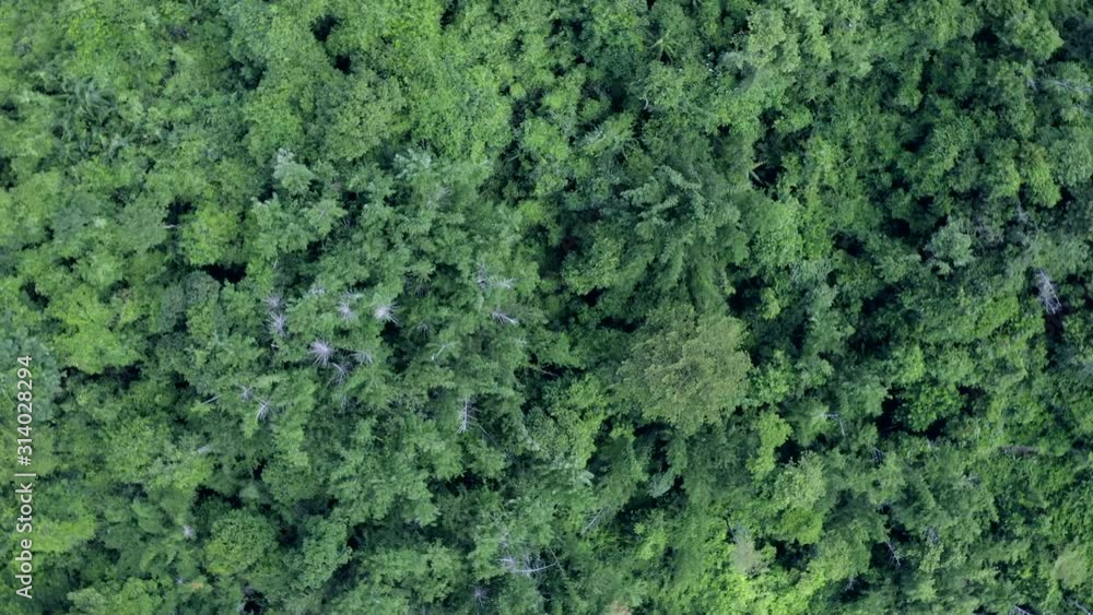 High angle view of a tropical forest High angle view of a tropical forest