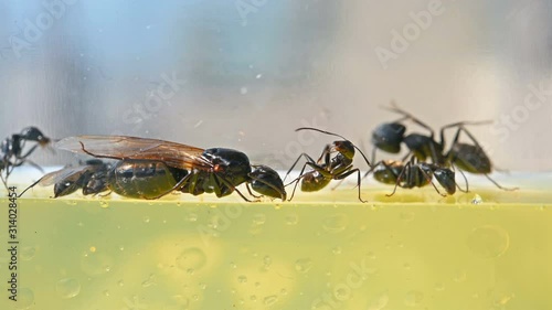 queen communicating with smaller ants close up