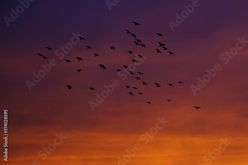A flock of flying birds against the sky at sunset in gorgeous colors © Iwona