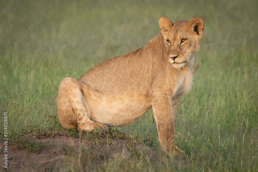 Lion cub sitting on mound looking back Lion cub sitting on mound looking back