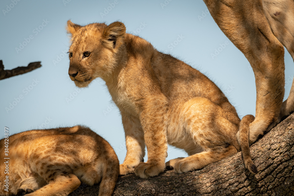 Lion cub sits with pride in tree