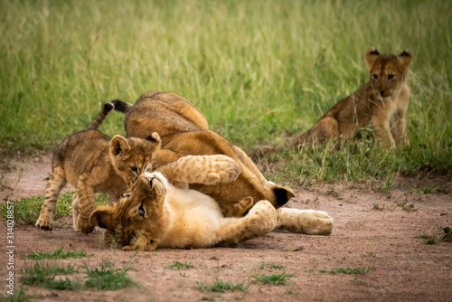 Lion cub sits watching three others playing