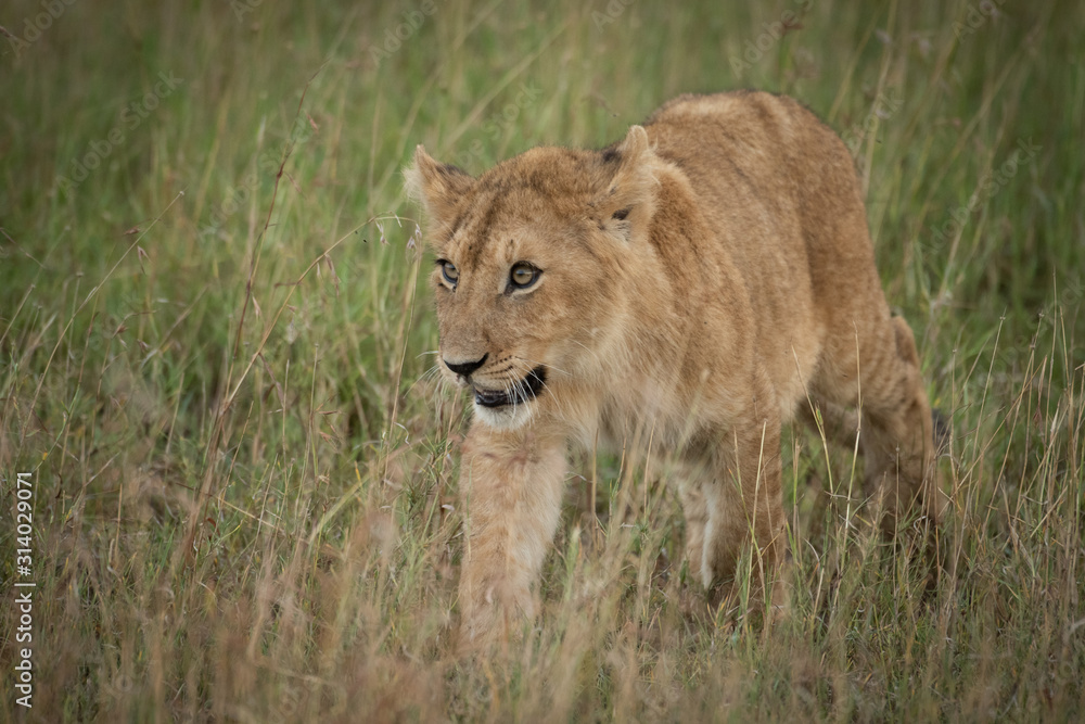 Lion cub walking towards camera in grass Lion cub walking towards camera in grass