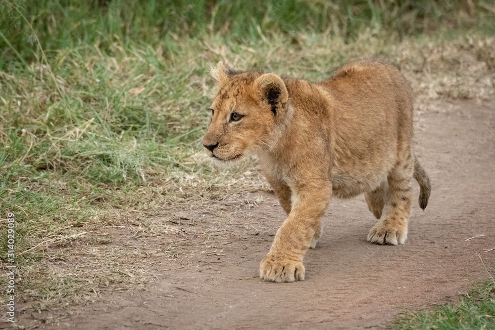 Lion cub walks along track staring intently Lion cub walks along track staring intently