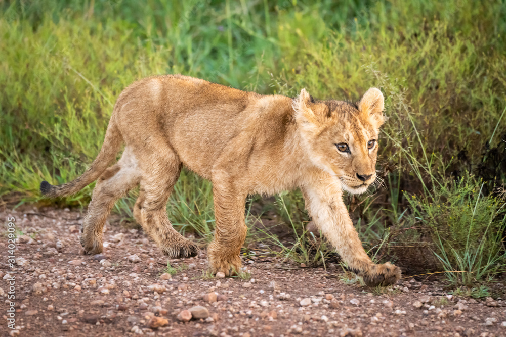 Lion cub walks along track beside grass Lion cub walks along track beside grass