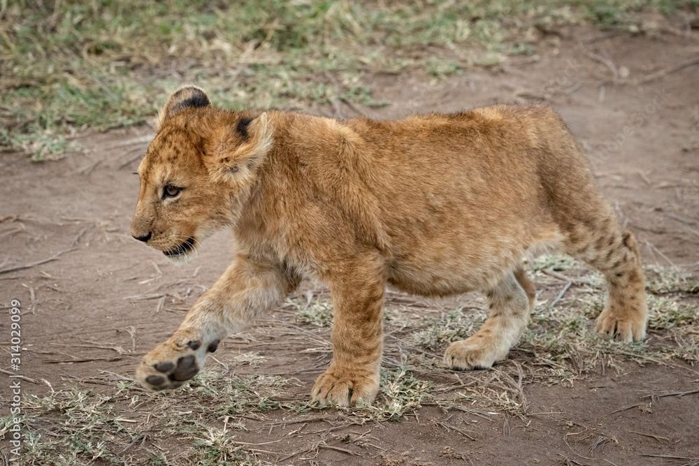Lion cub walks along track raising paw Lion cub walks along track raising paw