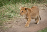 Lion cub walks along track staring intently