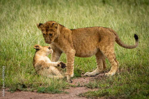 Lion cub twists to attack bigger one