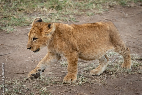 Lion cub walks along track raising paw