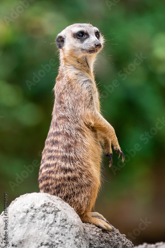 Close up of a meerkat standing on a stone ledge and surveilling the surroundings, against a bokeh background © Roberto