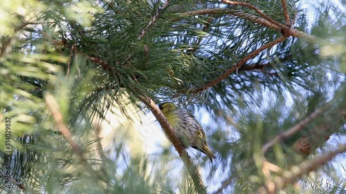 Eurasian Siskin, European Siskin or Common Siskin (Spinus spinus) is siting on a pine branch and sings a song in early spring