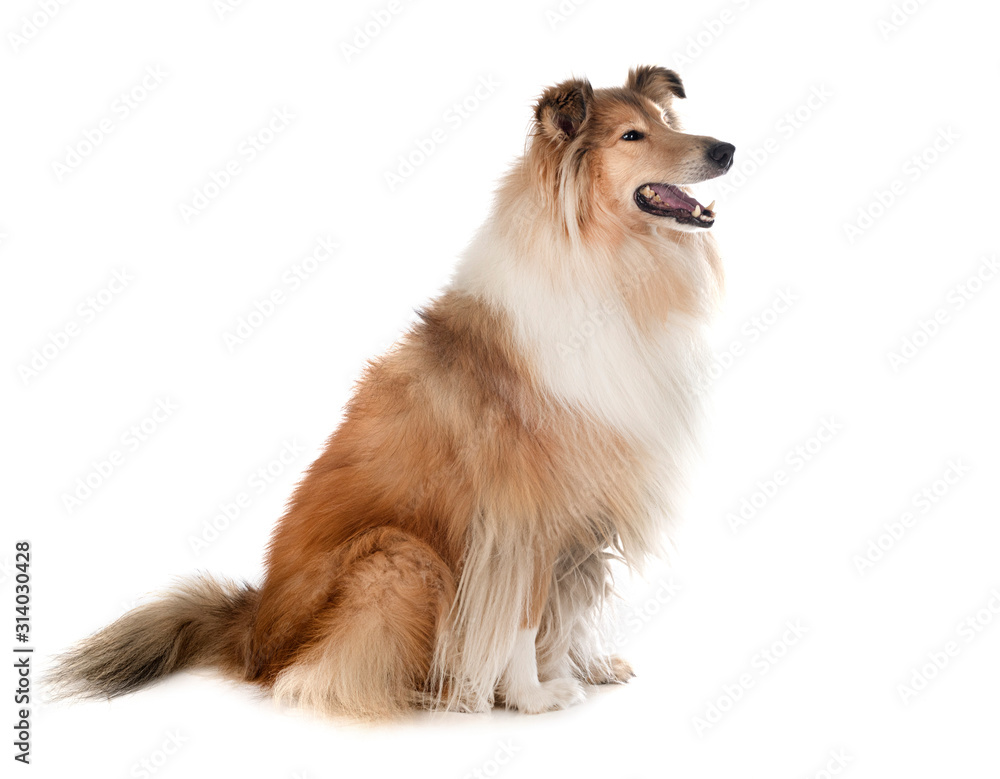 Rough Collie in studio Rough Collie in studio