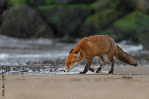 Red fox walking along the coastline of the North Sea