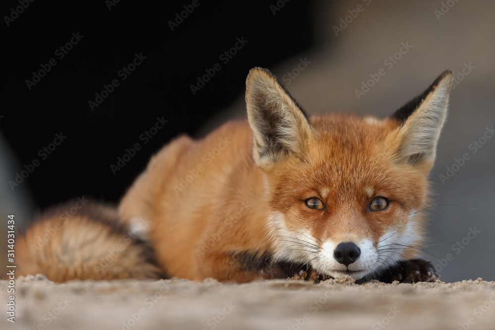 Red fox portrait picture in nature Red fox portrait picture in nature