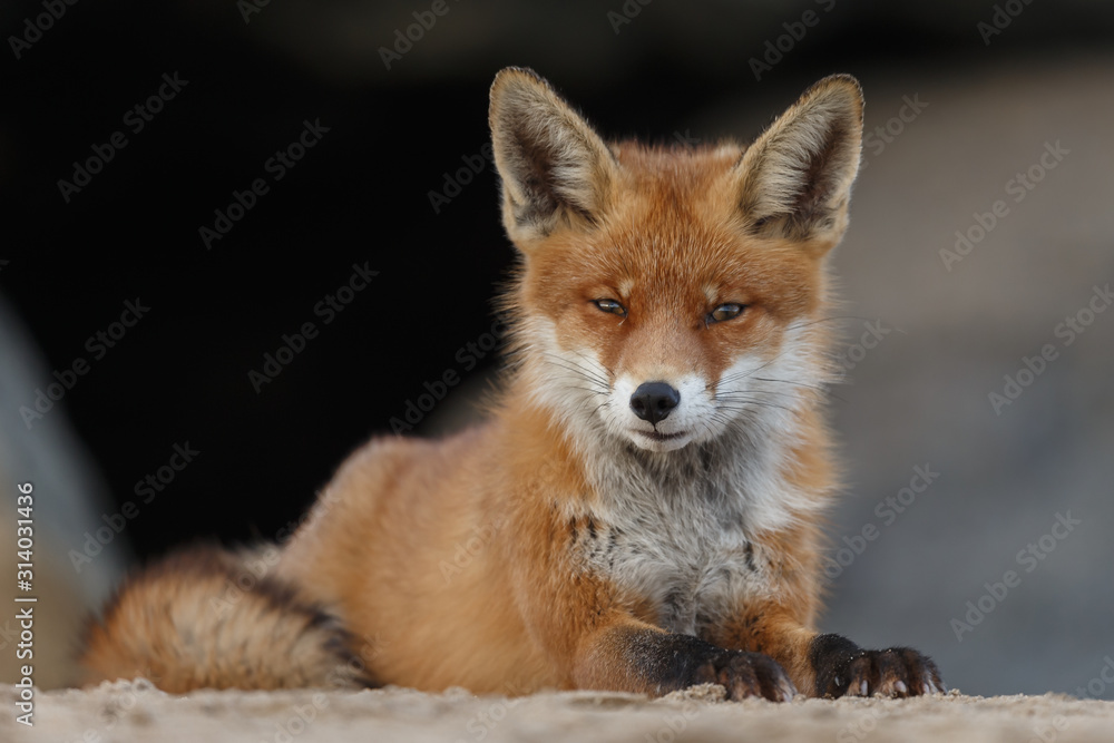Red fox portrait picture in nature Red fox portrait picture in nature