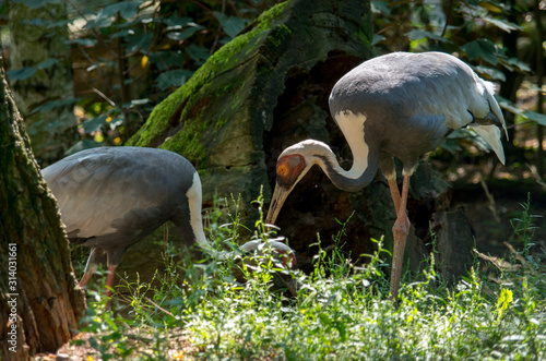 Wallpaper Mural The white-naped crane (Antigone vipio) is a bird of the crane family. Torontodigital.ca