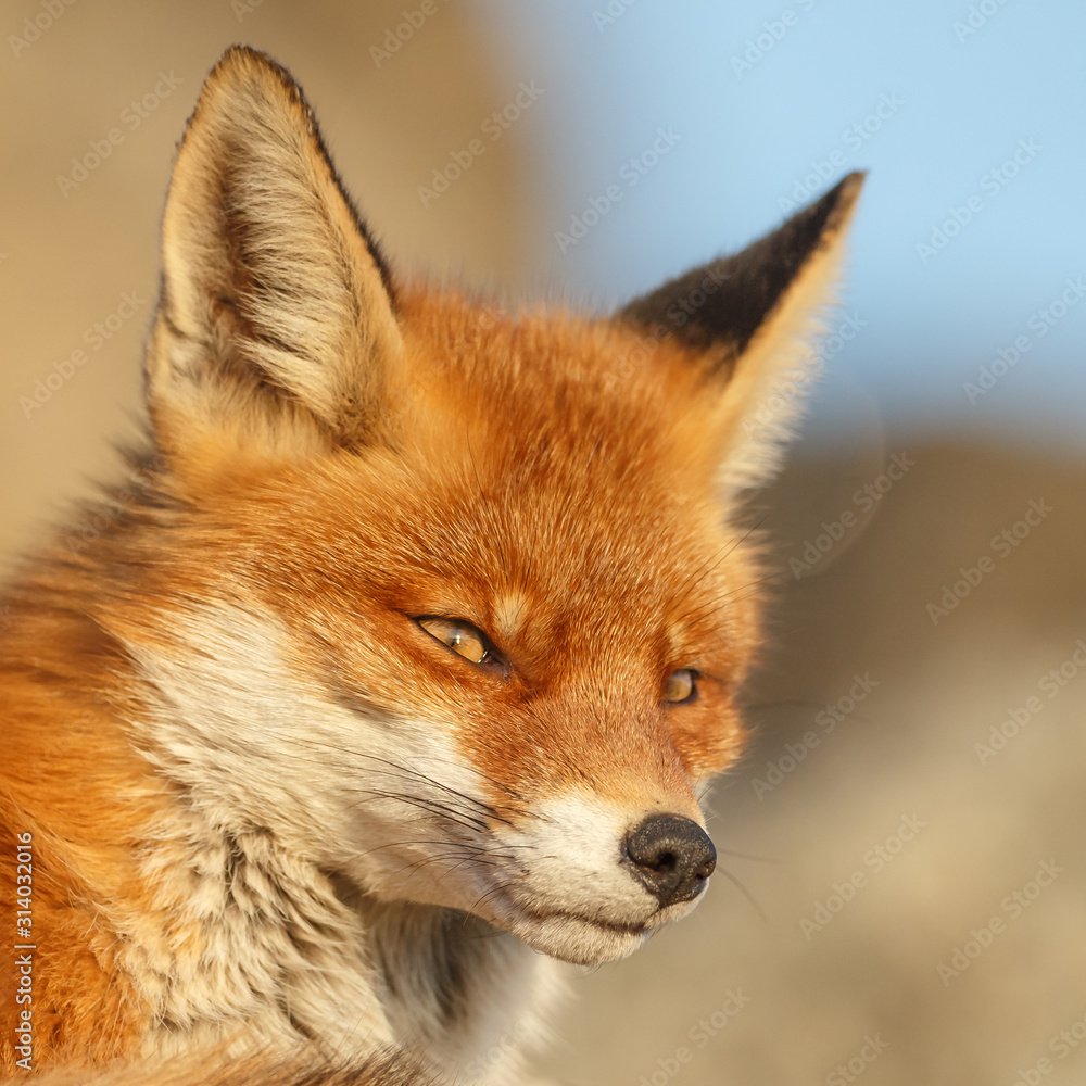 Red fox portrait on a sunny day