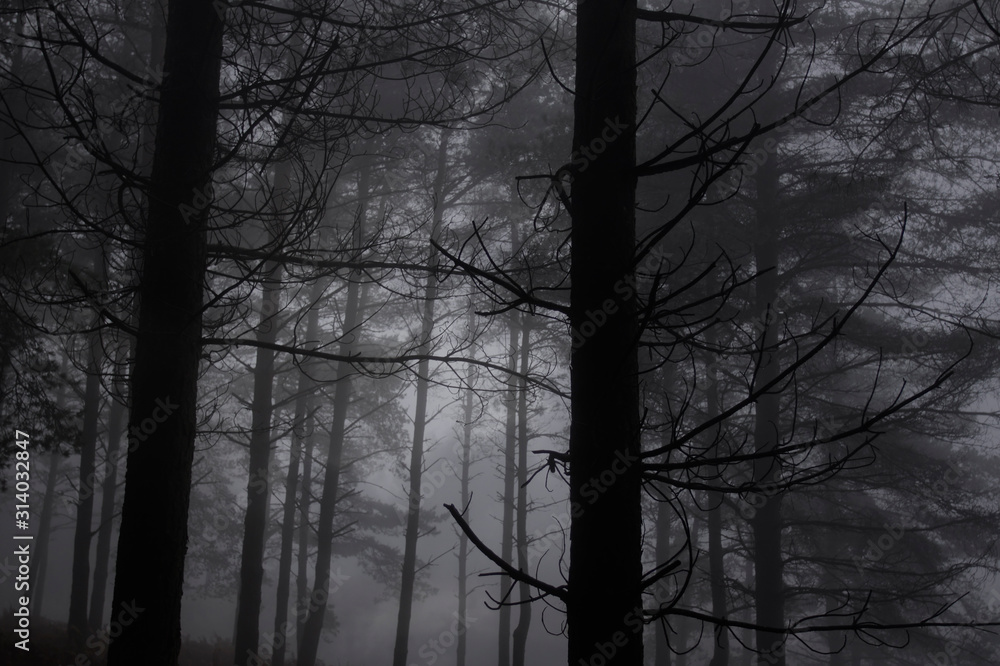 Obraz premium Foggy woods at dusk