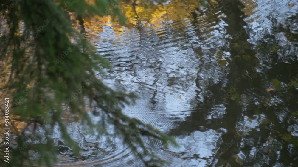 Tilt Down Reflection Of Fall Forest On Water Surface, Ripple Tilt Down Reflection Of Fall Forest On Water Surface, Ripple