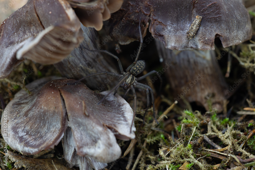 Spider crawling on mushrooms Spider crawling on mushrooms