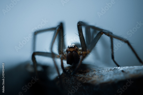 creepy spider in blue light photo