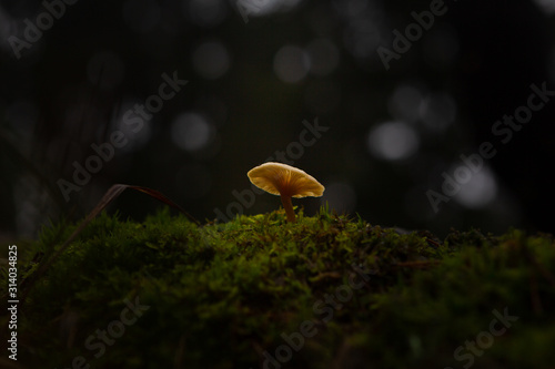 glowing mushroom in forest